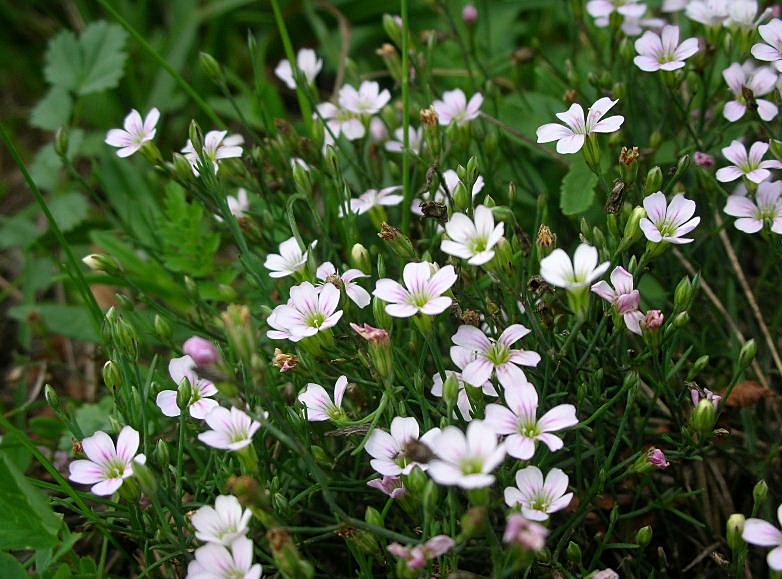 Petrorhagia saxifraga / Garofanina spaccasassi